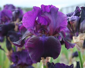 Iris germanica 'Superstition'