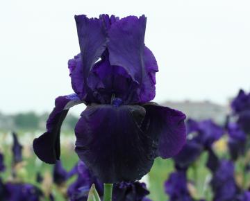 Iris germanica 'Tuxedo'