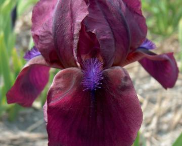 Iris pumila 'Cherry Garden'