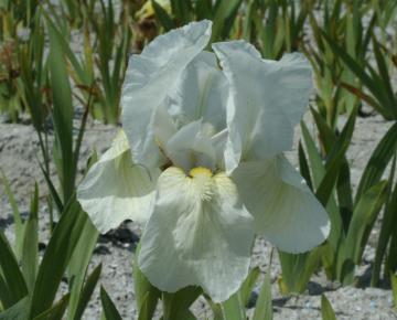 Iris pumila 'Dream Stuff'