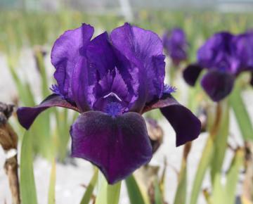 Iris pumila 'Little Shadow'