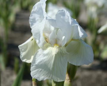 Iris pumila 'Lilly White'