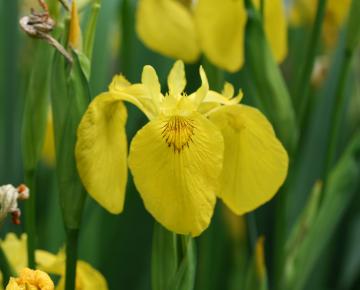 Iris pseudacorus
