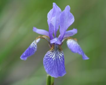 Iris sibirica 'Blue King'