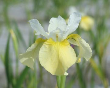 Iris sibirica 'Butter and Sugar'