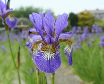 Iris sibirica 'Caesar's Brother'