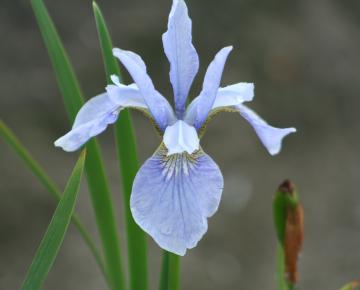 Iris sibirica 'Perry's Blue'