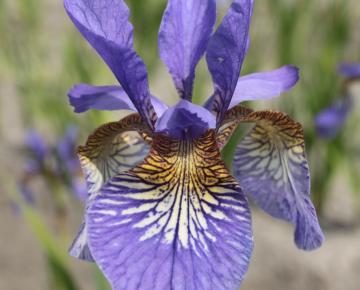 Iris sibirica 'Persimmon'
