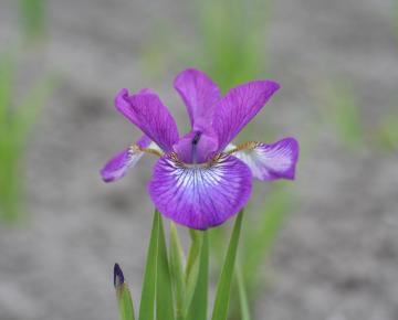 Iris sibirica 'Sparkling Rose'