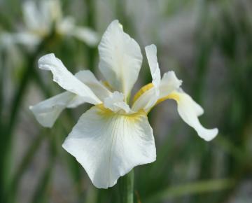 Iris sibirica 'White Swirl'