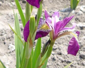 Iris versicolor