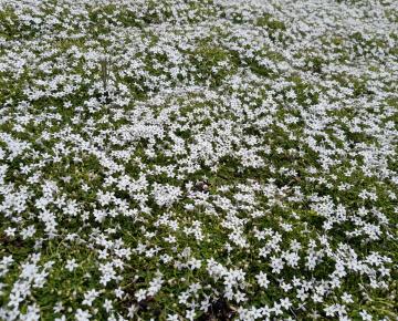 Isotoma fluviatilis 'Alba'