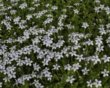 Isotoma fluviatilis ('Pratia pedunculata')