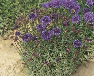 Jasione laevis 'Blaulicht'