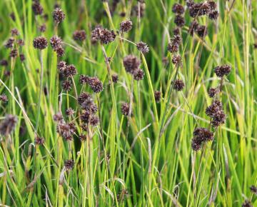 Juncus effusus