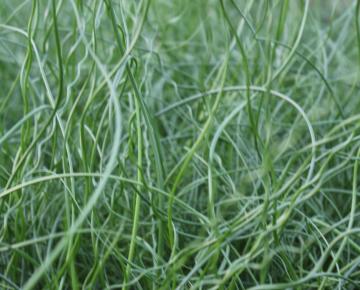 Juncus effusus 'Spiralis'