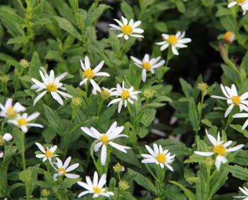 Kalimeris incisa 'Alba'