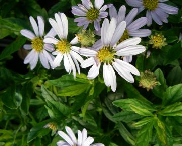 Kalimeris incisa 'Blue Star'