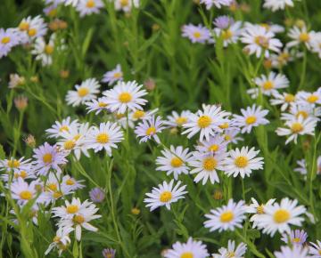 Kalimeris incisa 'Charlotte'