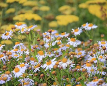 Kalimeris incisa 'Madiva'