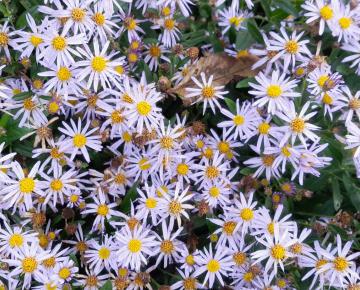 Kalimeris incisa 'Nana Blue'