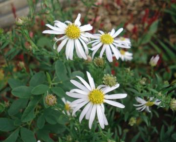 Kalimeris mongolica 'Mon Jardin'