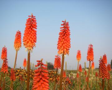 Kniphofia  'Alcazar'