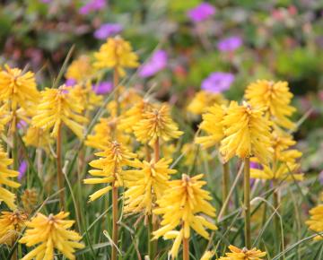 Kniphofia  'Banana Popsicle' PBR