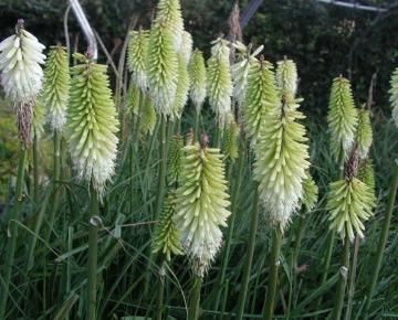 Kniphofia  'Ice Queen'