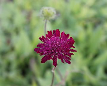 Knautia macedonica