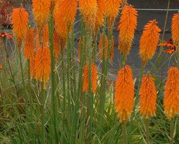 Kniphofia  'Mango Popsicle' PBR