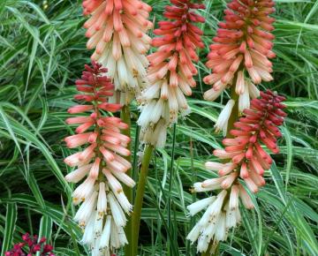 Kniphofia  'Orange Vanilla Popsicle' PBR