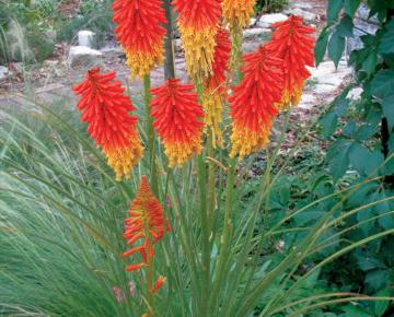Kniphofia  'Papaya Popsicle' PBR