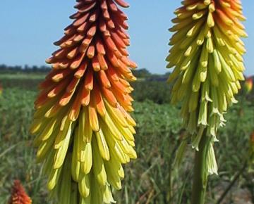 Kniphofia 'Royal Standard'