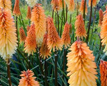 Kniphofia 'Tawney King'