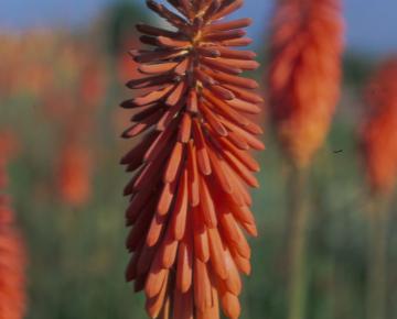 Kniphofia  'Vincent Lepage'