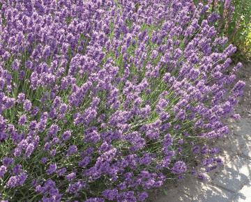 Lavandula angustifolia 'Dwarf Blue'