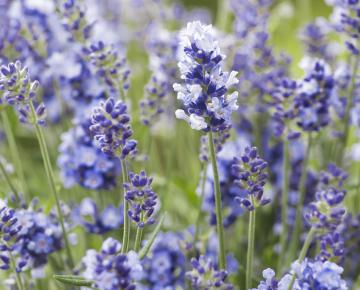 Lavandula angustifolia 'Essence Purple'