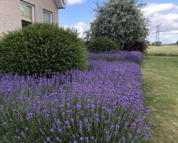 Lavandula angustifolia 'Hidcote'