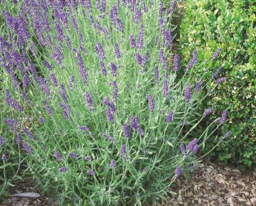 Lavandula angustifolia 'Munstead'