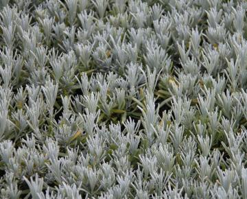 Lavandula angustifolia (vera/officinalis)