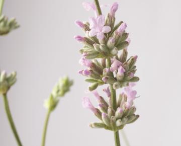 Lavandula angustifolia 'Rosea'