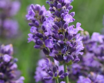 Lavandula angustifolia 'Super Blue'
