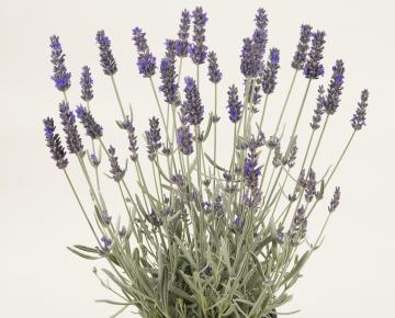 Lavandula angustifolia 'Silver Mist'