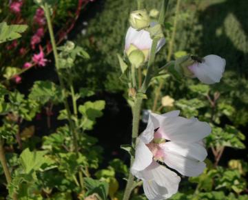 Lavatera  'Barnsley'