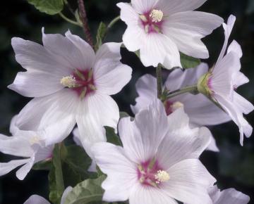 Lavatera  'Baby Barnsley' ®