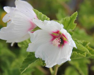 Lavatera  'Blushing Bride'