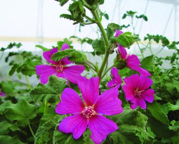 Lavatera  'Burgundy Wine'