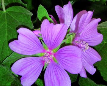 Lavatera  'Candy Floss'
