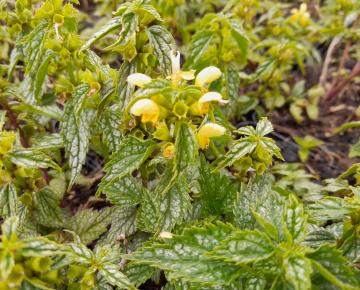 Lamiastrum galeobdolon 'Herman's Pride'